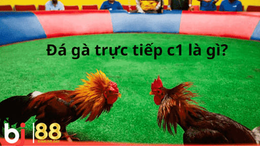 đá gà trực tiếp C1